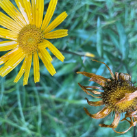 Gesetz und Freiheit - Wege eines voll lebendigen Lebens (P. George Elsbett LC)