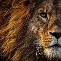 Königssohn - Christkönig  die vier Säulen der christlichen Identität