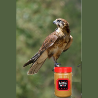 The return of Shia LaBeouf: Peanut Butter Falcon review