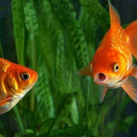 Yayın #007: Özgür Pireler