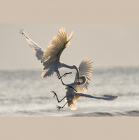 119 Willst du Drama oder Leben?