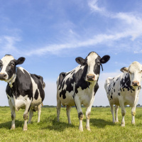 Wednesday, August 9: Tribe Animal Encounters Connecticut Cows On The Loose Dumb Ass News