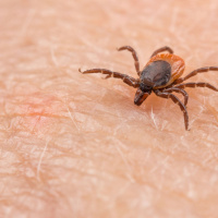 Tuesday, August 22: Ticks And The Powassan Virus Dog Eats Passport What Makes A Good Wedding