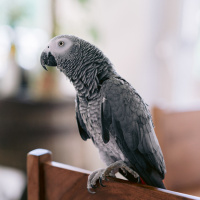 Monday, January 29: Connecticuts Crackdown On Football Squares Swearing Parrots Big Game Preview