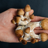 Pod Pick: Should Connecticut Decriminalize Mushrooms?