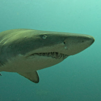 Tuesday, September 5: The Fisherman Who Caught A Shark During The Bluefish Tournament Viral Barstool Pizza Review Dumb Ass News