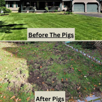 Pod Pick: Wild Hogs Wreaking Havoc In Connecticut