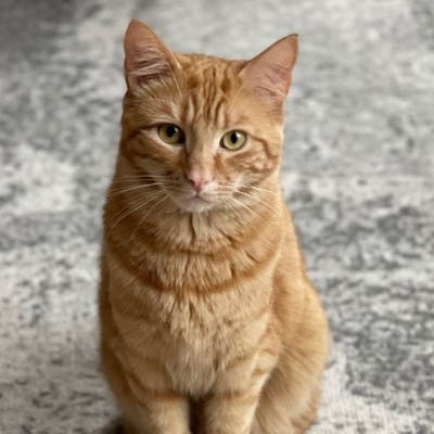 Chaz  Aj In The Morning