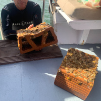 Reportajes Emisoras - Cartagena - Recuperación del Mar Menor con ostras - 14/11/25