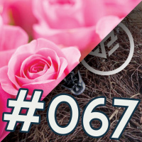 #067 Risut ja ruusut 2017