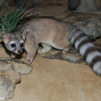 Tras las Huellas de la Naturaleza. ¿Conoces el Cacomixtle?