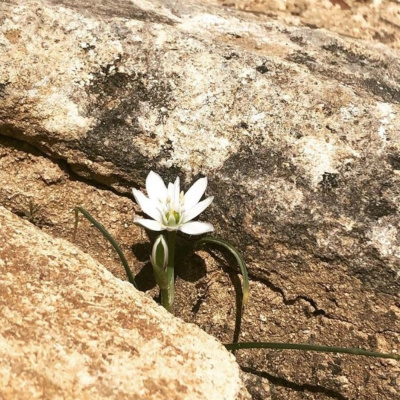 Los Hermanos Podcast