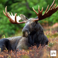 Mikä maksaa?: Nykyajan erätalous