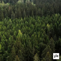 Metsävarat ja hiilinielu