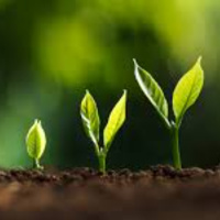 Christian Growth - An example of Peter