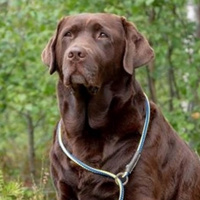 Hjältehunden Hilda fick fint pris