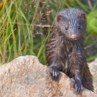 Minken – inte så gullig som man kan tro