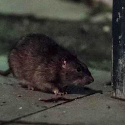 Nyheter I Barnradion