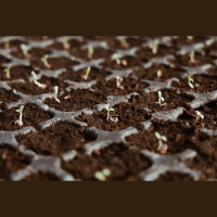 Tanja Hichert: Hyvän antroposeenin siemenet