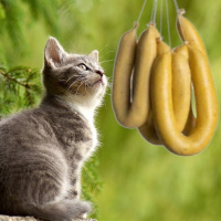 Millors botifarres dou, coses de gats i dinar amb trempera a Can Mia.