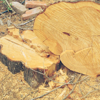 Episodio #5 Romina Paula - Pilar Gamboa - La Gran Pérdida de Energía