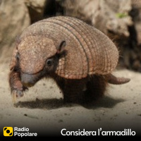 Considera l’armadillo di martedì 24/10/2023