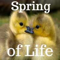 04-15-18 Spring of Life