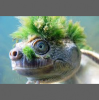 Robs Not allowed on Social Media