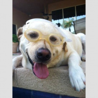 Its a Pirate Life for Me.