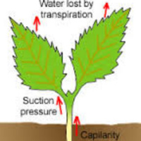 How Do Plants Drink Or Transpiration | Science Explained | Prof. Jaime Demick