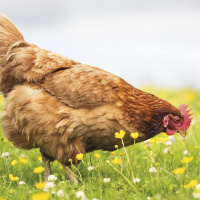 Audio Reads: Matthew Parris, Lionel Shriver, and Isabel Hardman