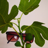 ‘Guldkysten: Pilot