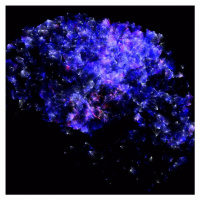 Episode 10 - The Neurogenetics of Drug Addiction, Part II