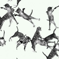 Versión 1.9: Webeando