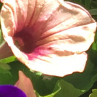 P4a Brain Heart Connection Workshop Montana