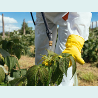 Fitosanitarios si o no