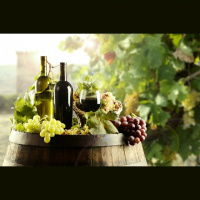 El mundo de los vinos orgánicos 