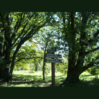 Un jardín para atraer mariposas