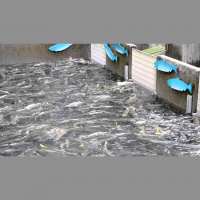 El problema de la cría de salmón