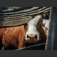 Derechos de los animales