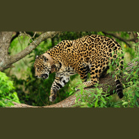 LA RECUPERACIÓN DE UNA ESPECIE ARGENTINA EN EXTINCIÓN: EL YAGUARETÉ