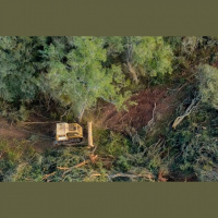 Preocupación por modificaciones en la Ley de Bosques