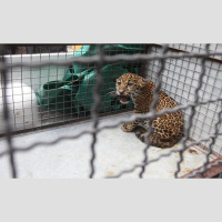 Tráfico ilegal de animales