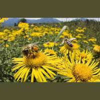 Las abejas en peligro