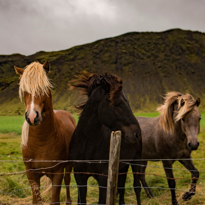 Treinador De Cérebros