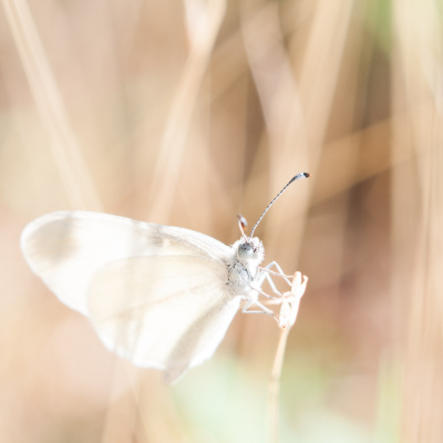 Treinador De Cérebros