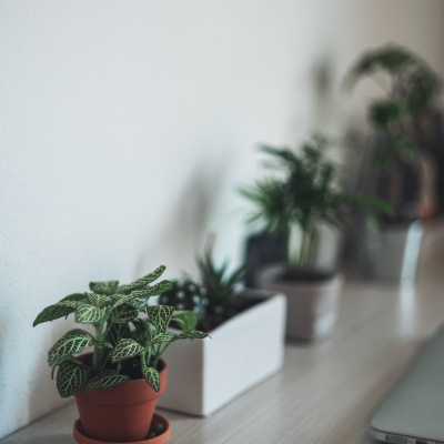 Treinador De Cérebros