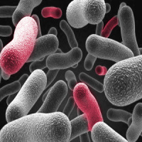 New insights into gut flora - DrG talks to Jon Moma