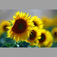 2018 Update on Vitamin D Recommendations