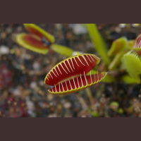 Why carnivorous plants are good for you? DrG talks with Guillermo Ruiz
